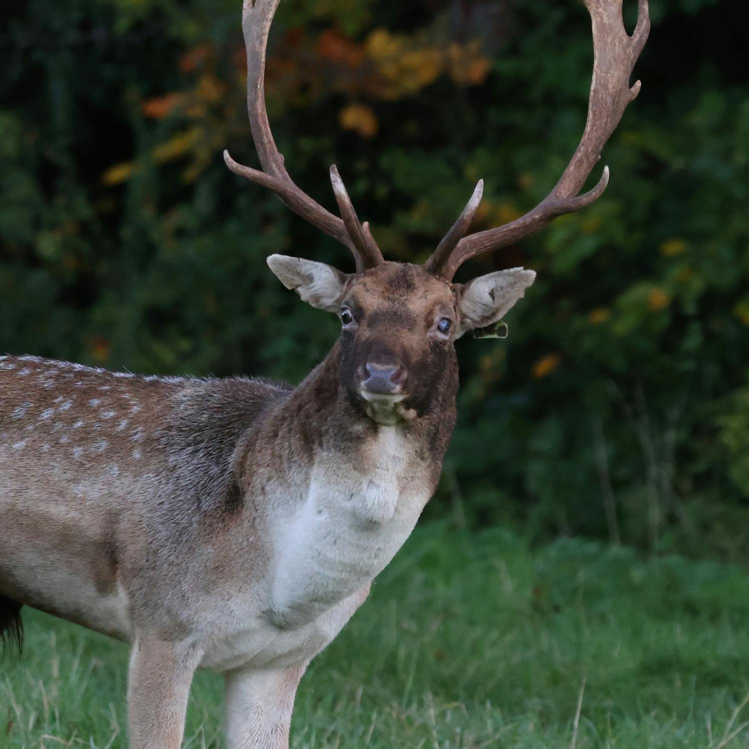 Should festivals avoid Phoenix Park to protect the wildlife?