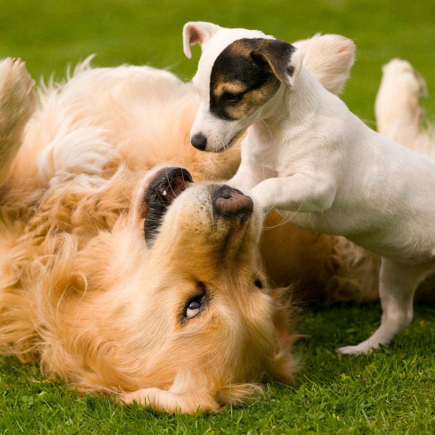 As the Expert: Pete the Vet