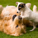 The Anton Savage Show