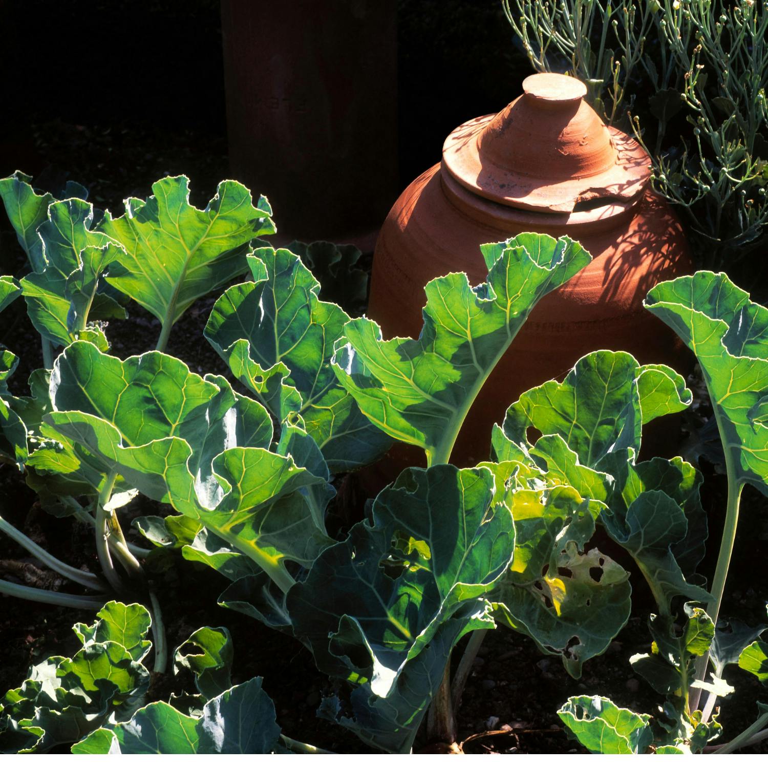The business of Ballymaloe Foods Image