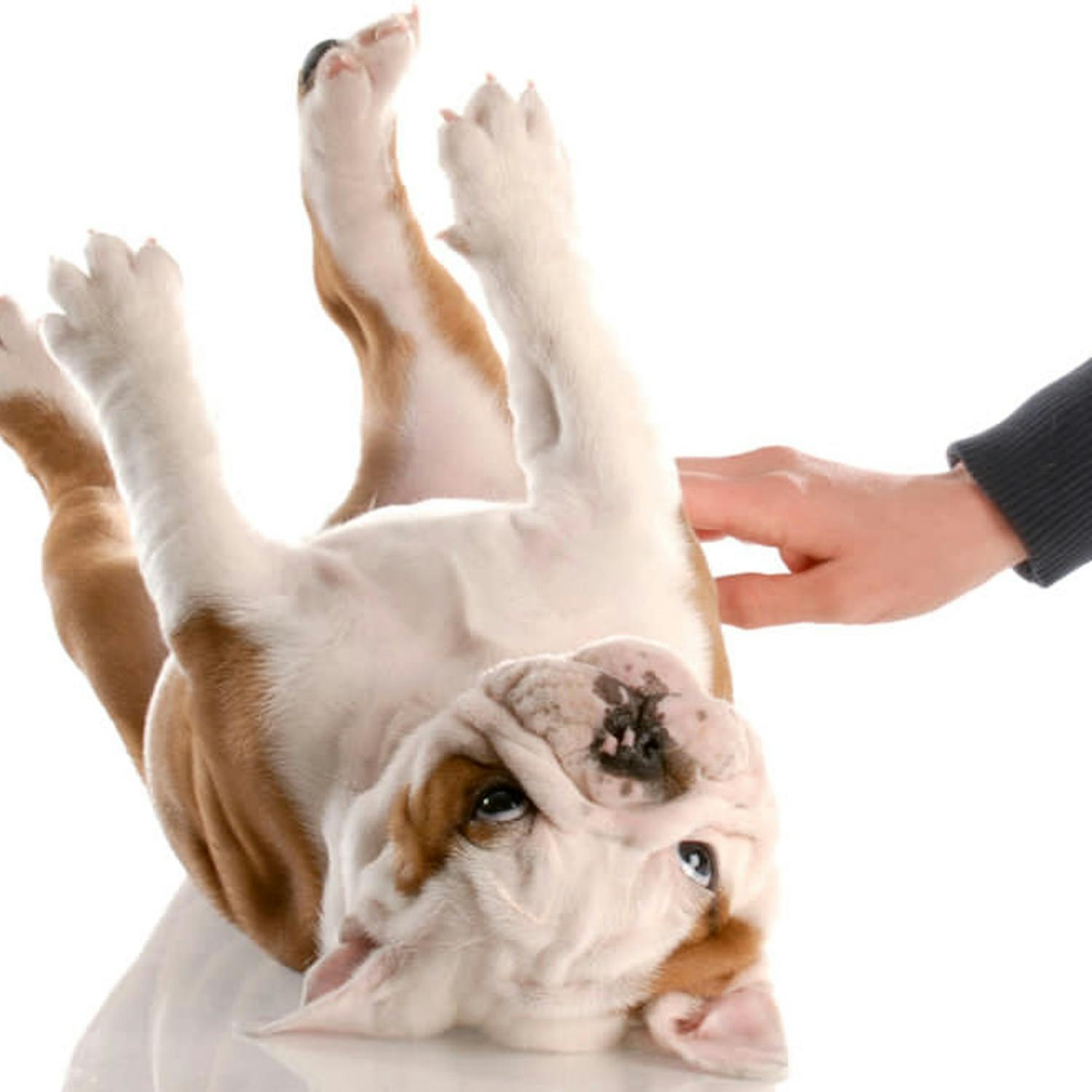 Giving dogs treats DOESN'T make them like you episode artwork