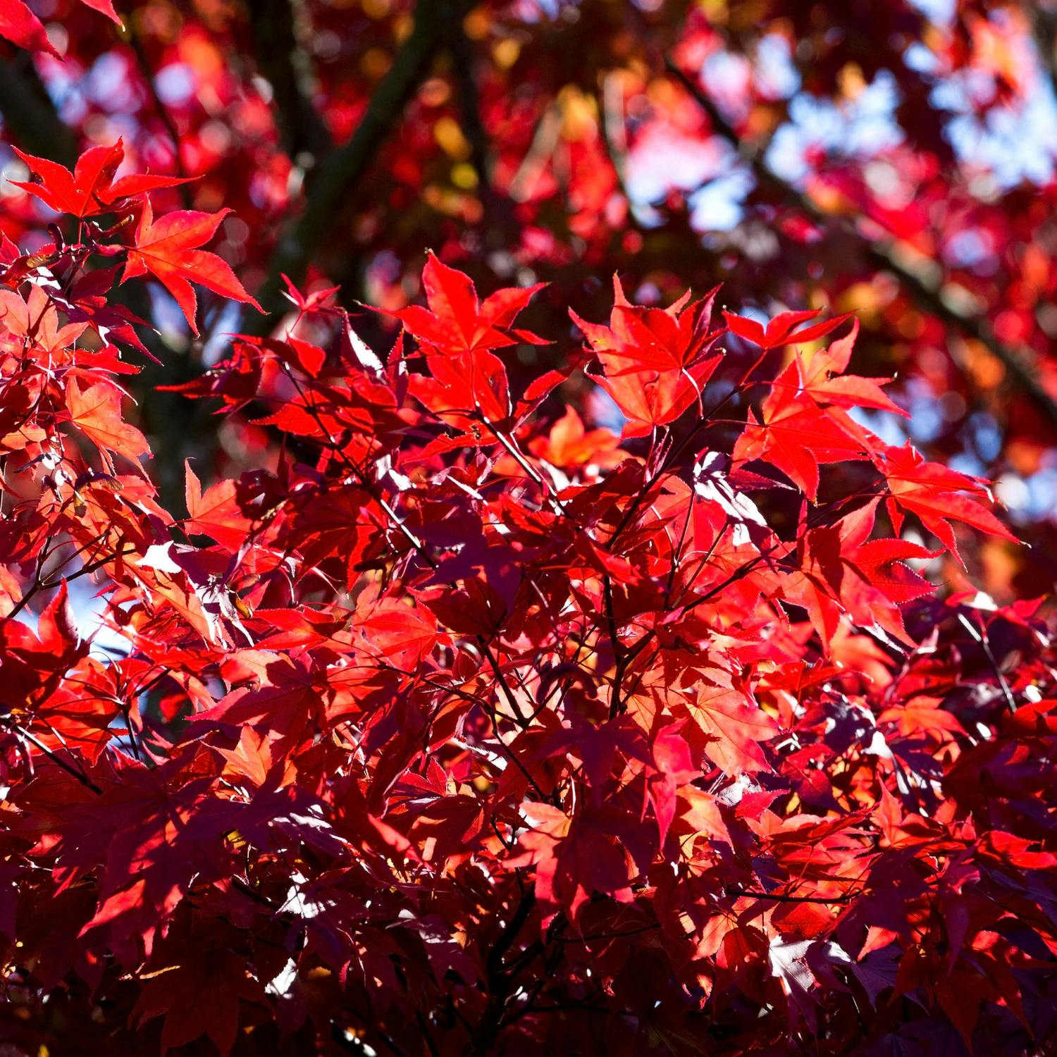 Bringing Autumn colours into your garden