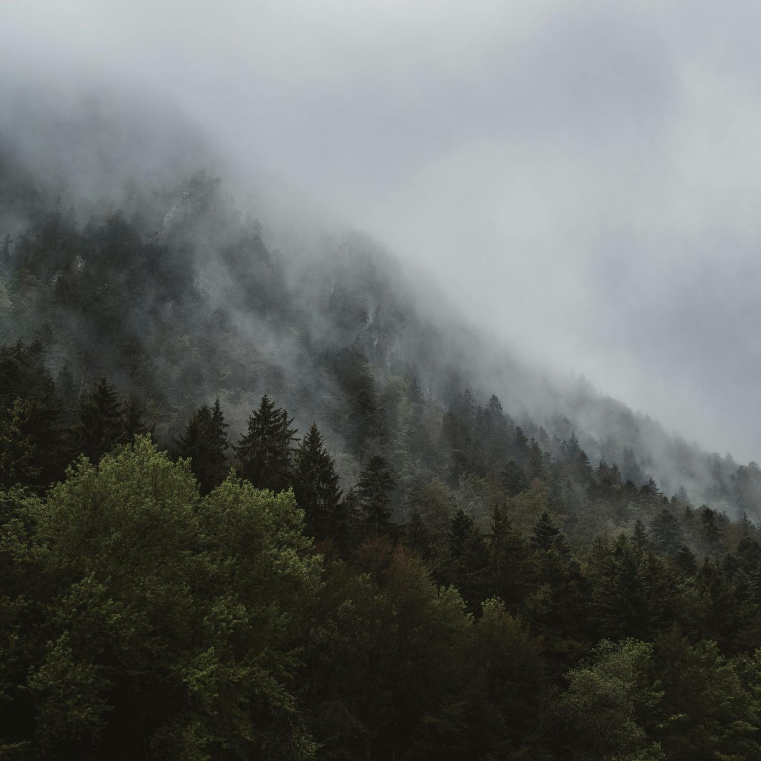 What does a national tree strategy look like? Image