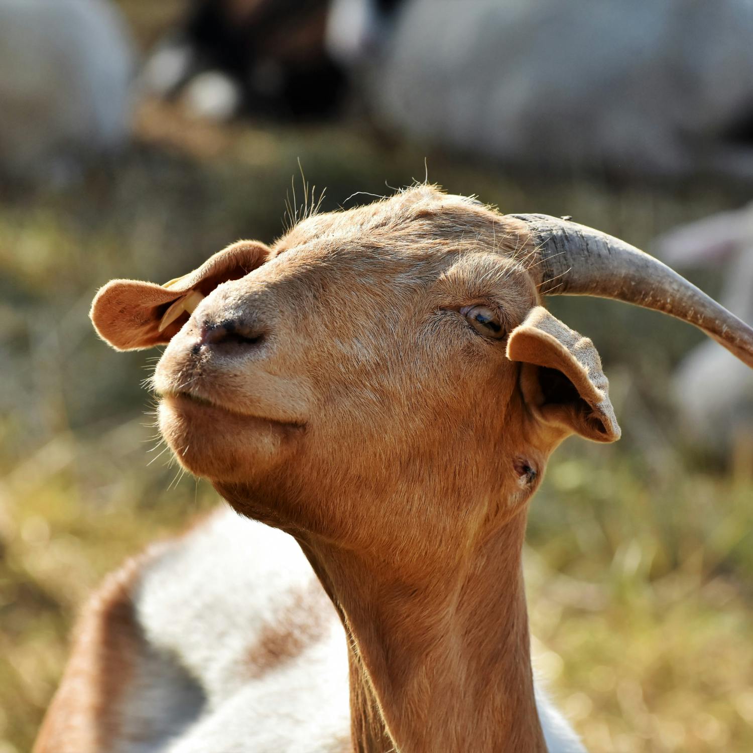 Would you rent a goat? episode artwork