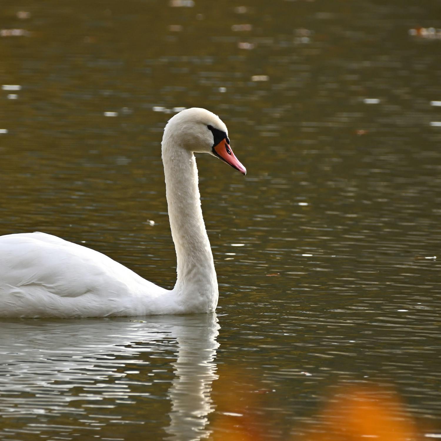 What is the swan census? episode artwork