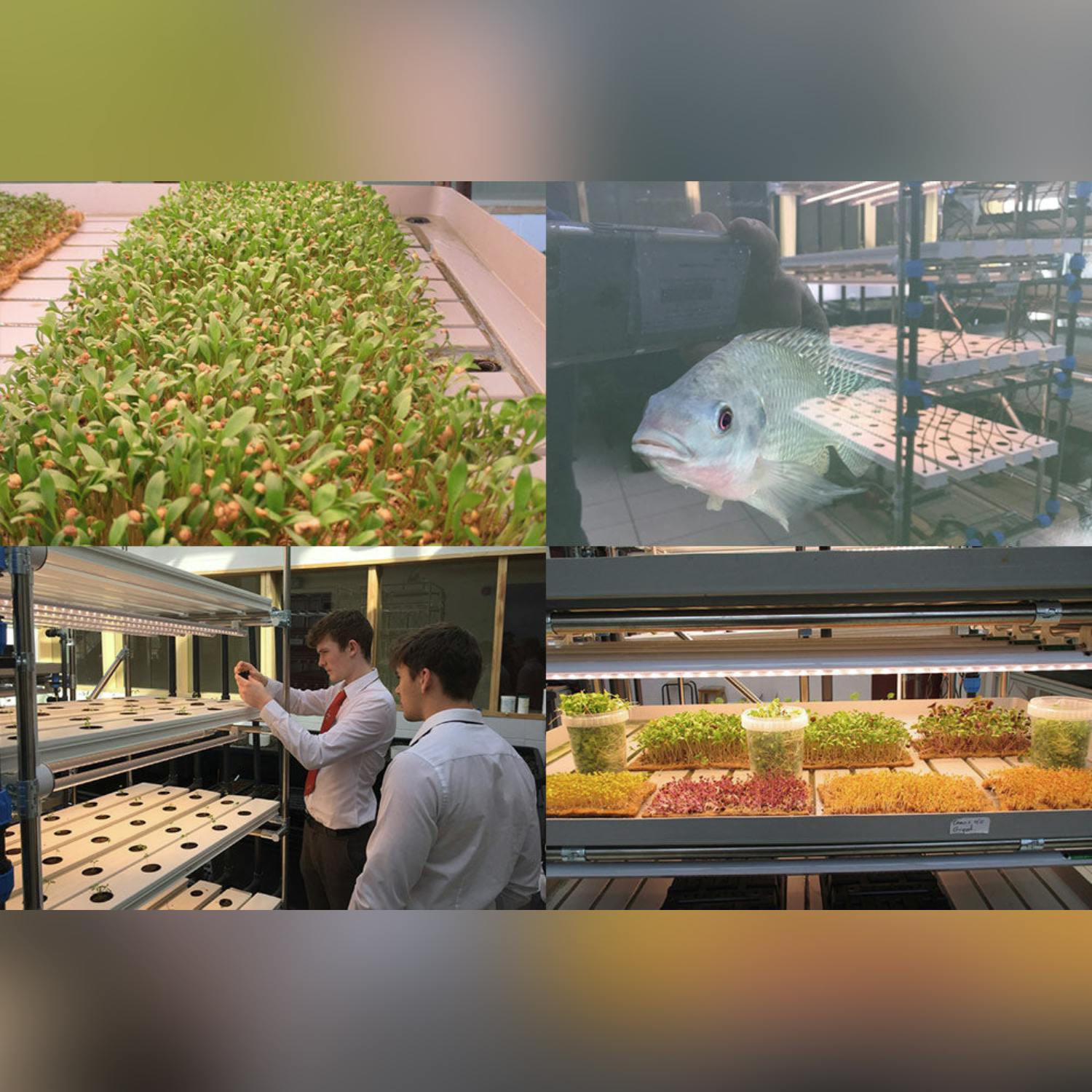 School’s aquaponics project supplies Michelin star restaurant episode artwork