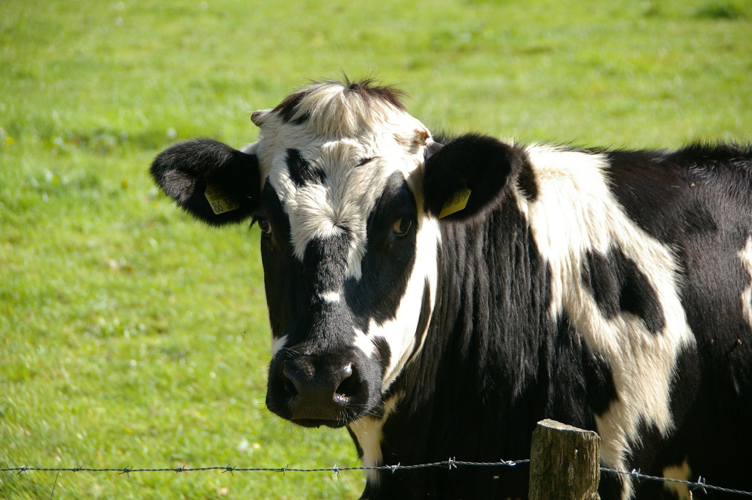 Farming: I couldn't believe the amount of cows out grazing grass... episode artwork