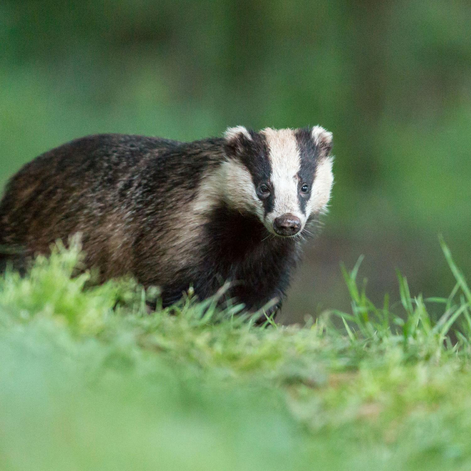 Concerns over hare ‘lamping’ and ‘baiting’ of foxes and badgers