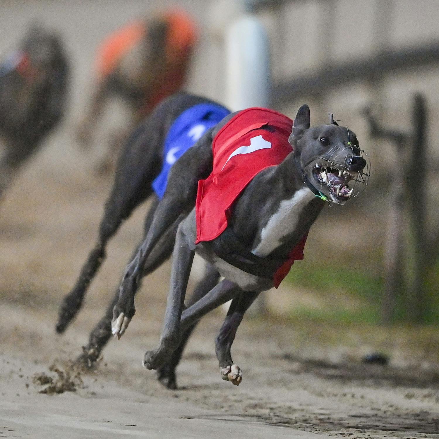 cover of episode Should greyhound racing be banned in Ireland?