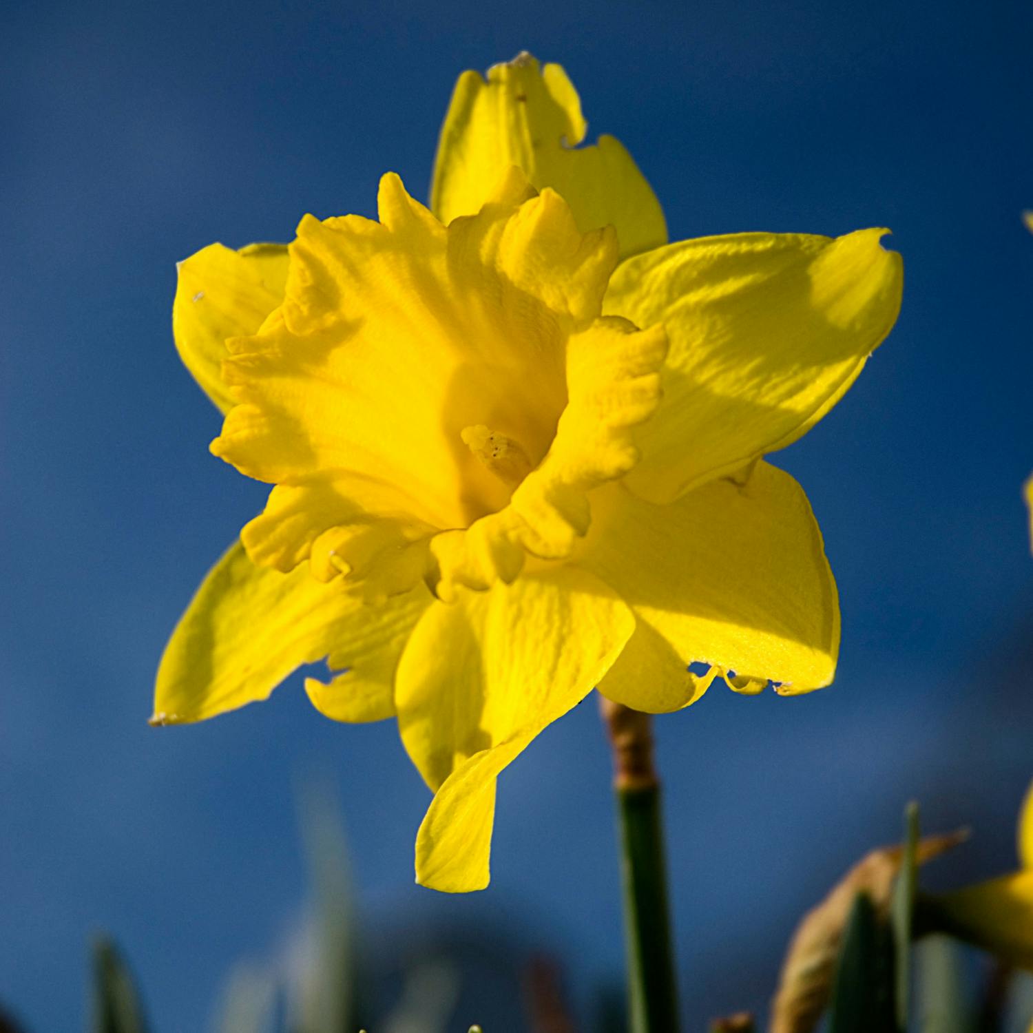 Gardening advice with Gardener Marie Staunton Image