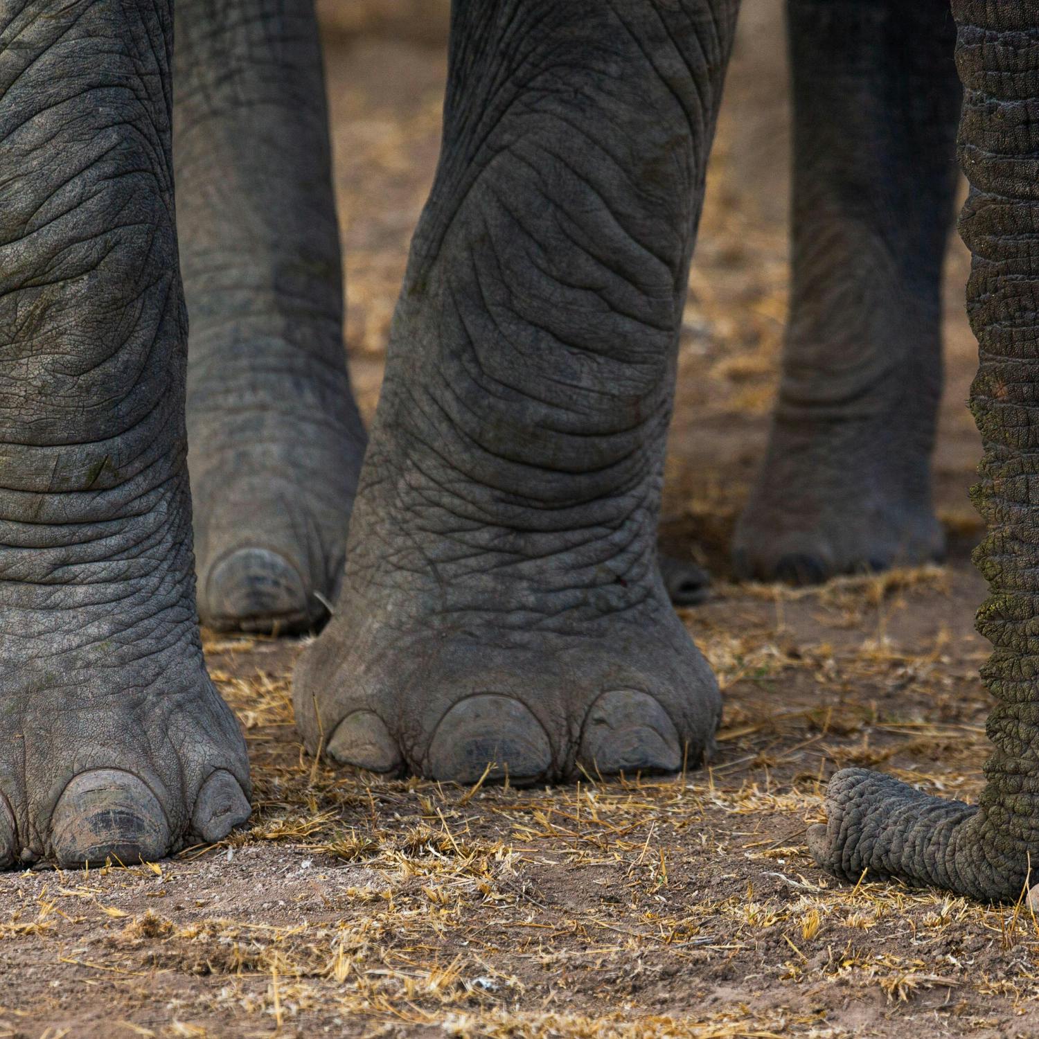 18 elephants have died under mysterious conditions