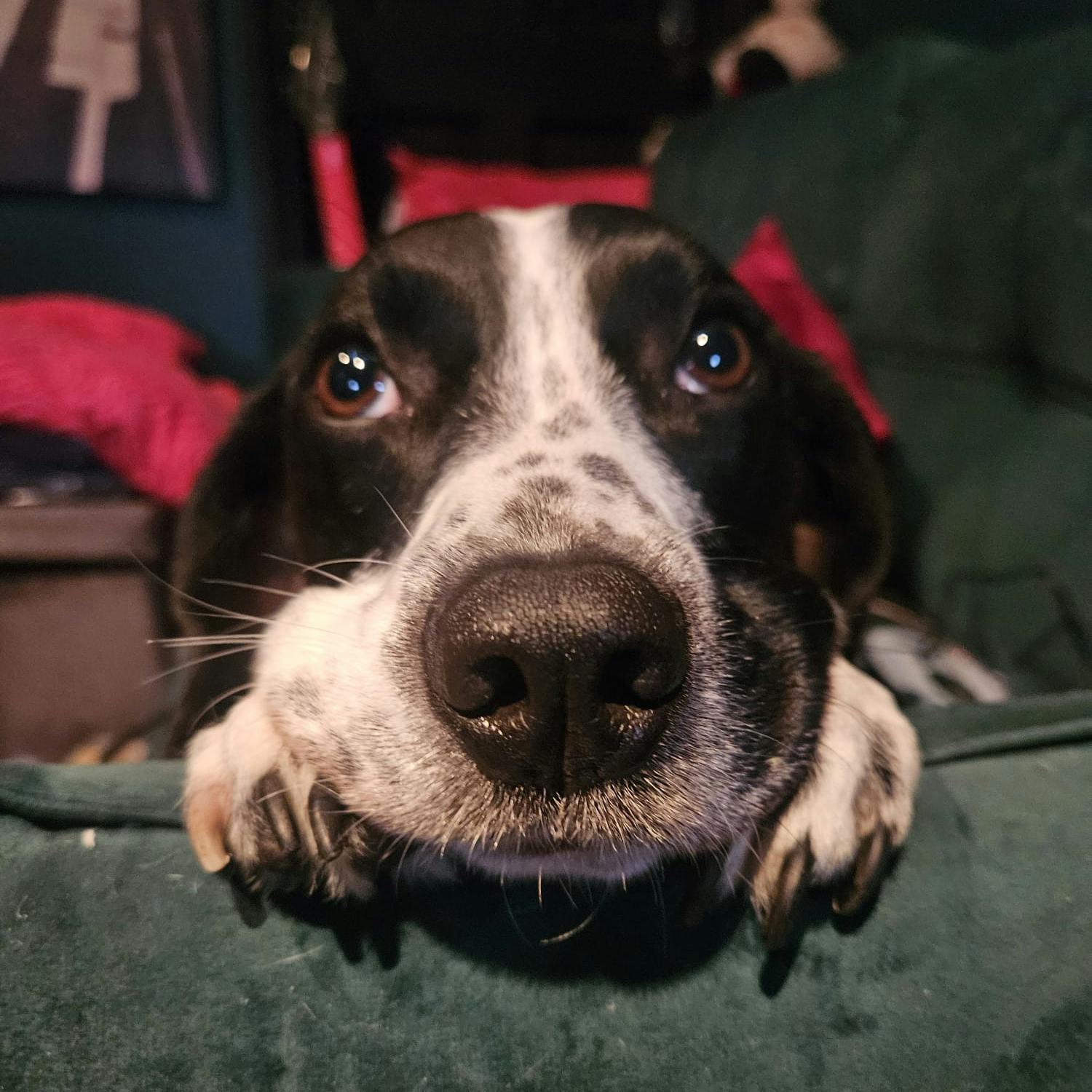 Green Scene: How living with dogs  may influence our microbiome