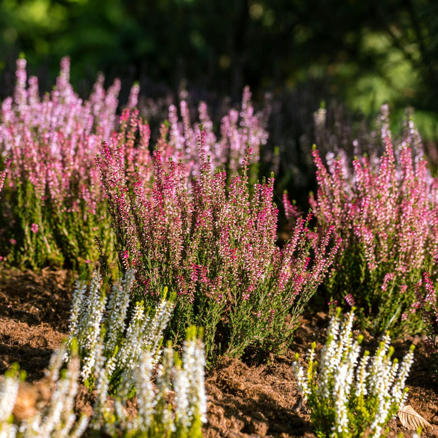 The best autumn winter bedding plants