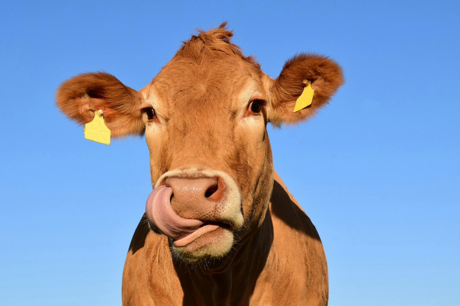 Farming: Japanese market to have Irish steak on menu for the first time episode artwork