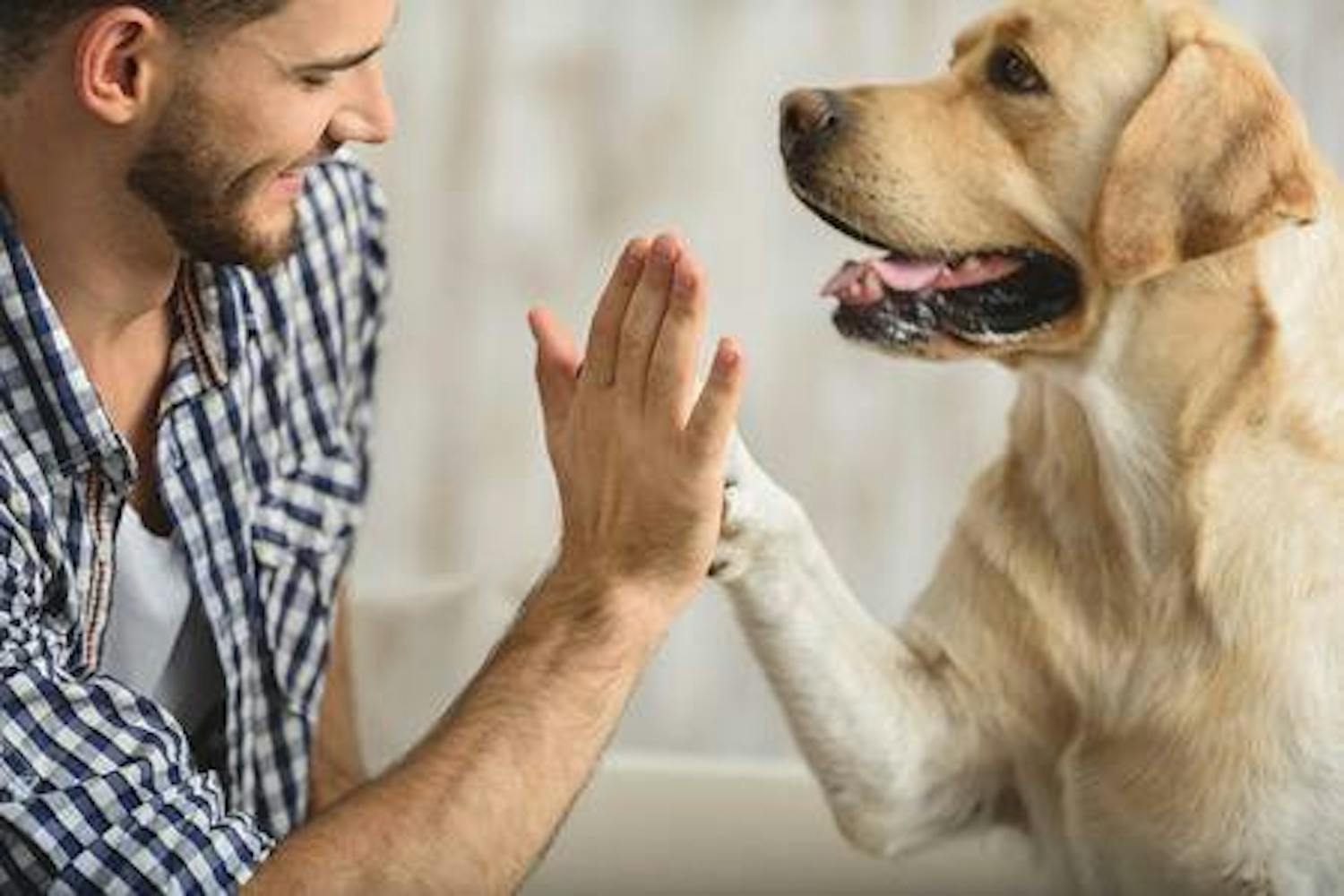 Relationship Slot: Why are pets so important?