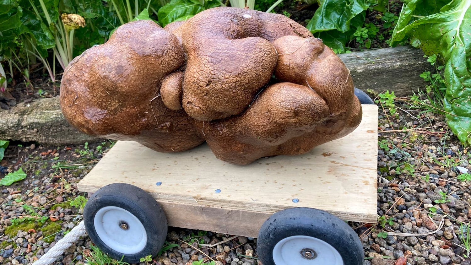 Doug The 'Not' Potato To Join Instagram & Go On National Tour Says Owner episode artwork