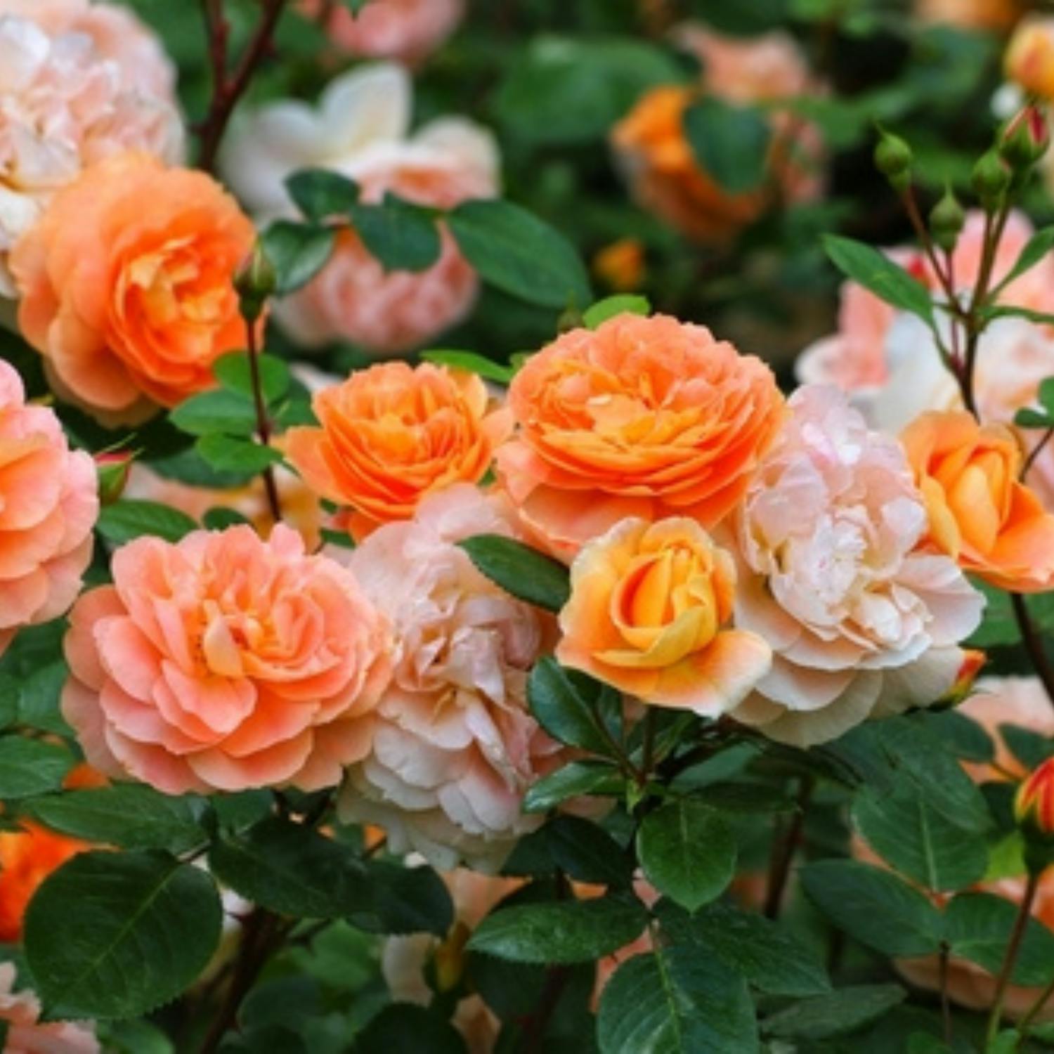 Gardening: Taking care of your roses