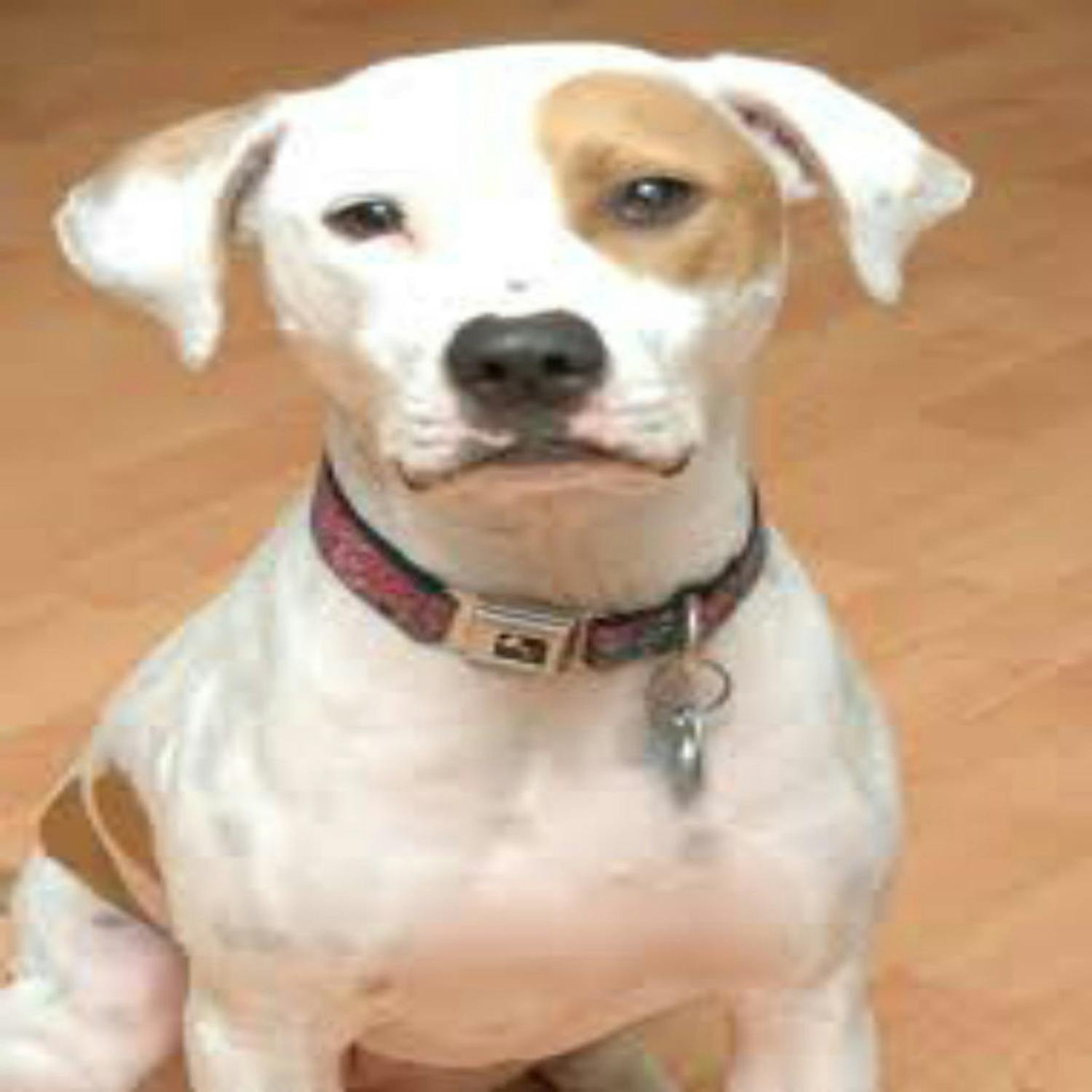 Microchipping your beloved pets Microchipping your beloved pets