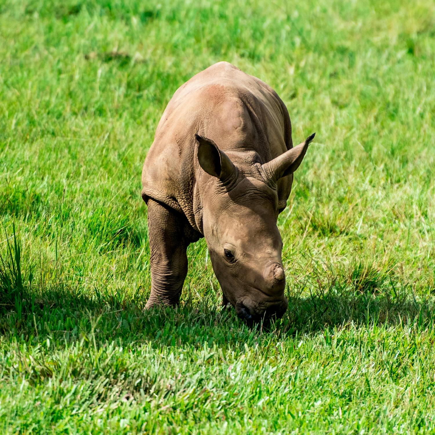 Baby rhino born in Fota! - How did it go?