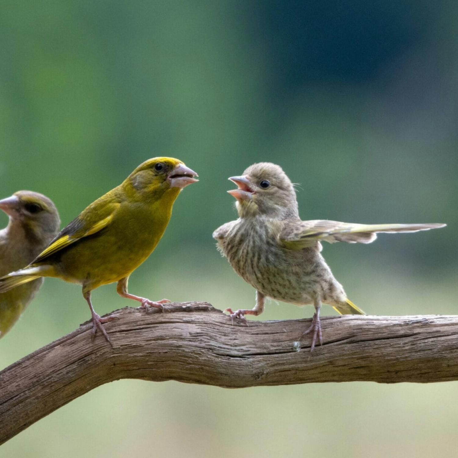 What is the Comedy Wildlife Photography Awards? What is the Comedy Wildlife Photography Awards?