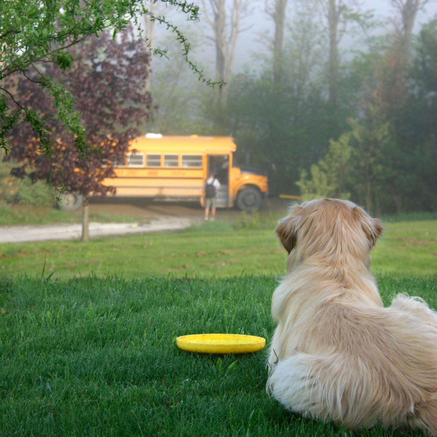 Meet the woman who drives a ‘dog bus’!