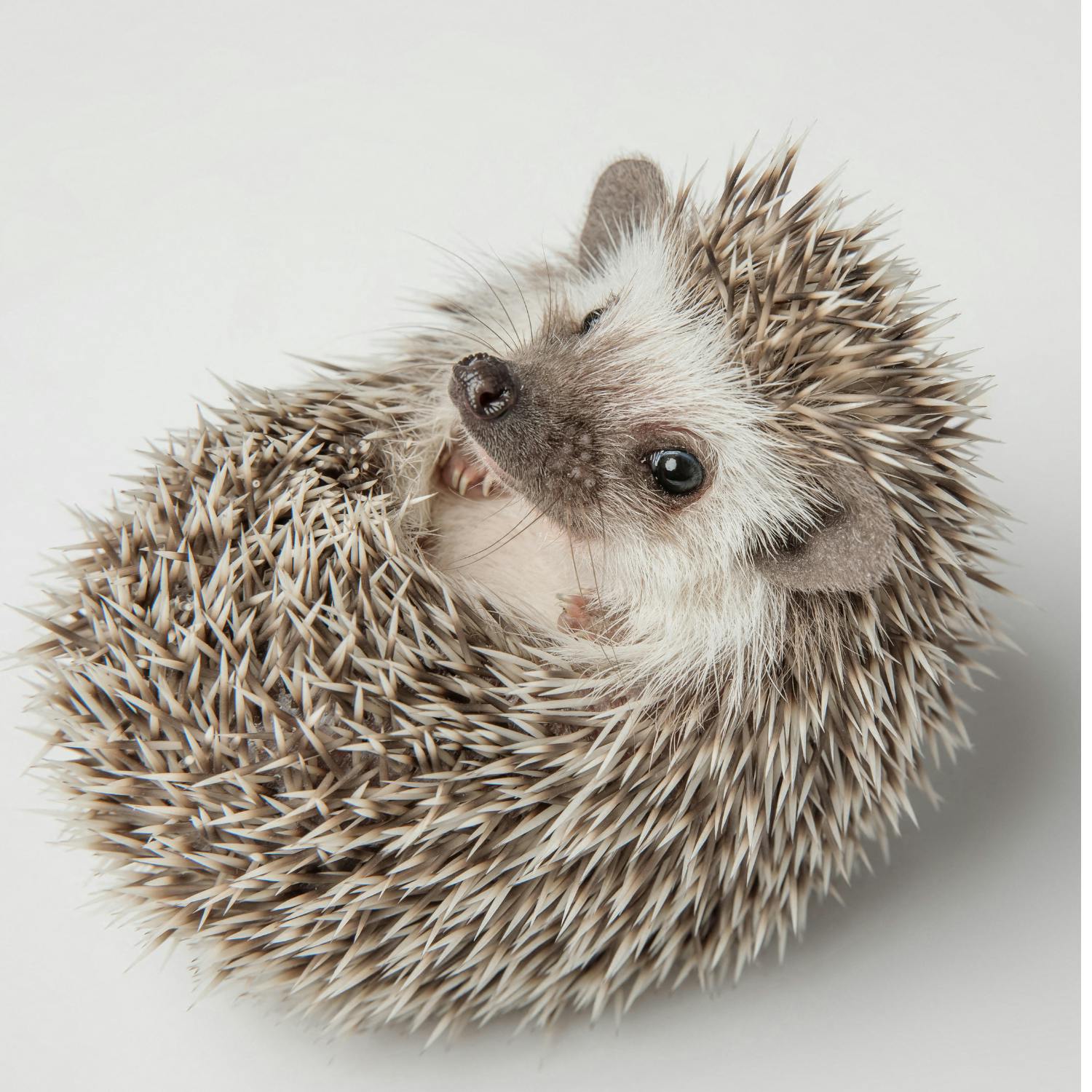 How to get involved in the hedgehog census!