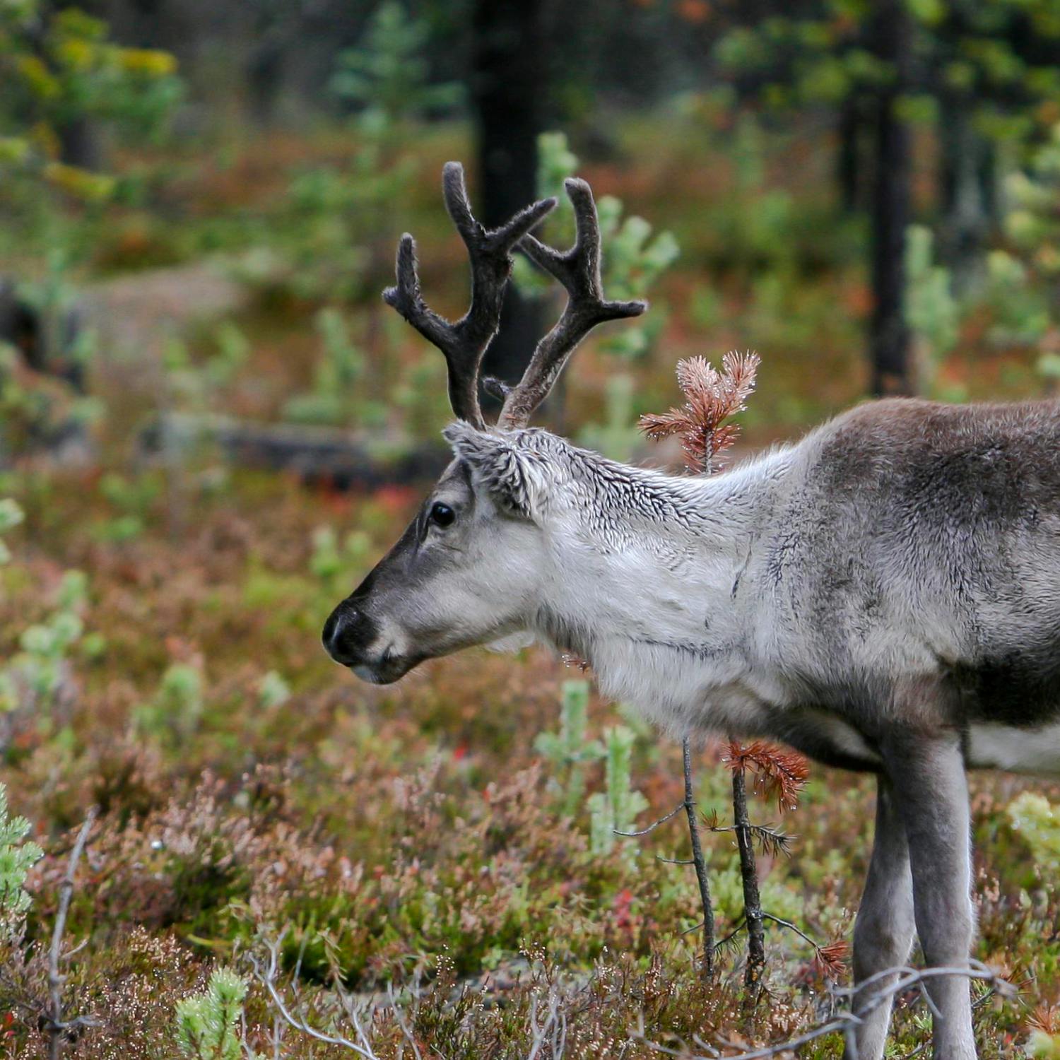 What is it like to own Christmas reindeer? episode artwork