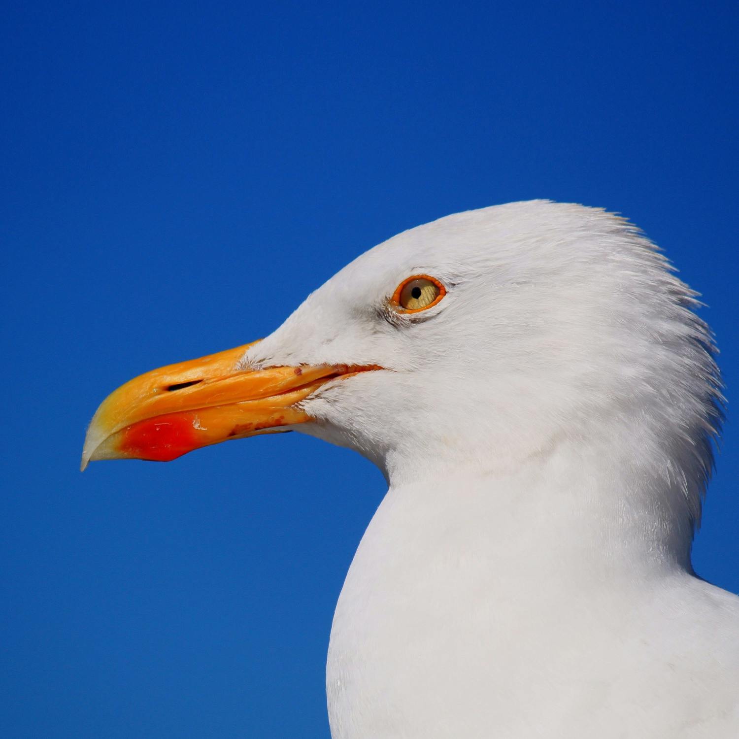 Seagulls terrorising Galway hospital patients - what can be done?