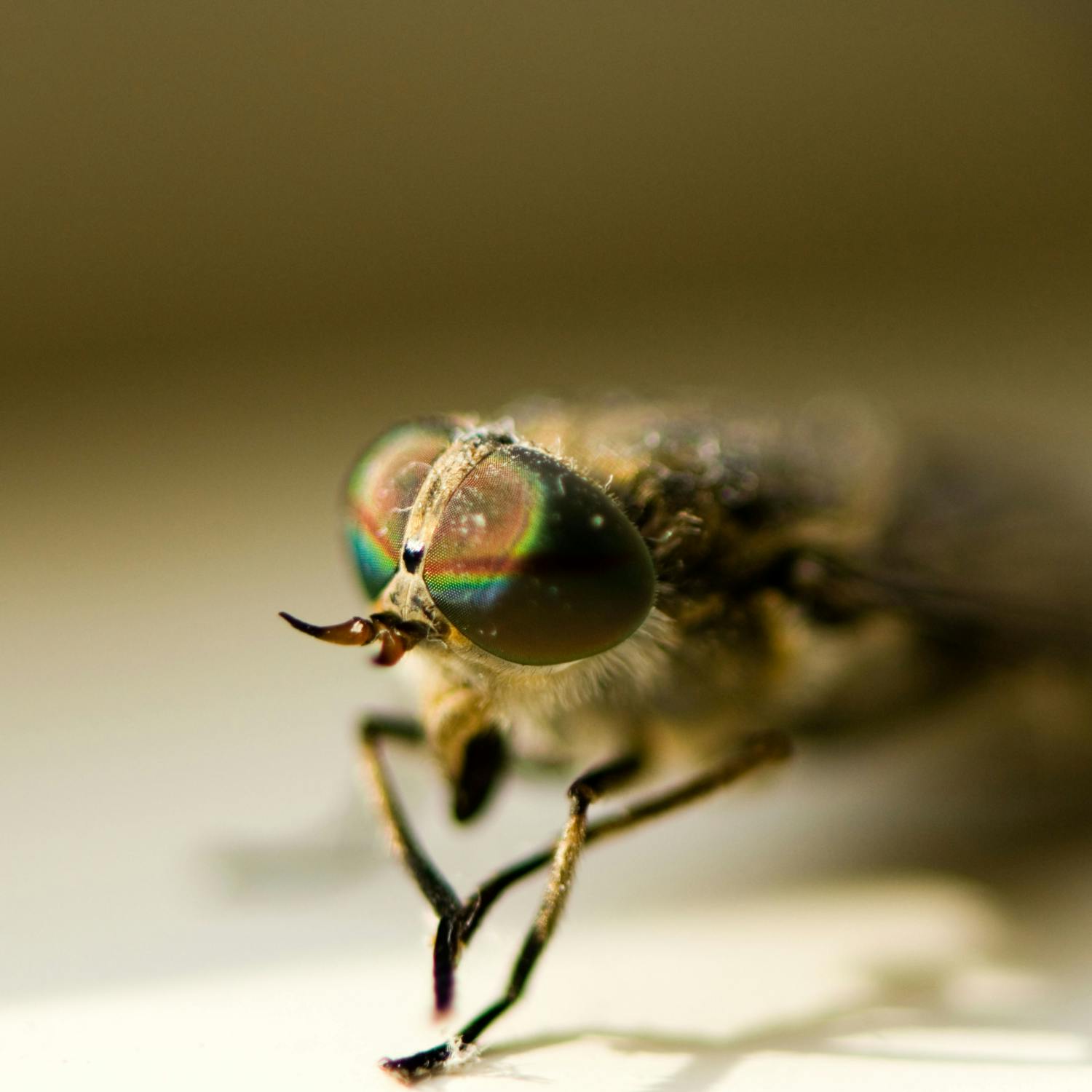 How to treat Strimmer’s rash and Horsefly bites