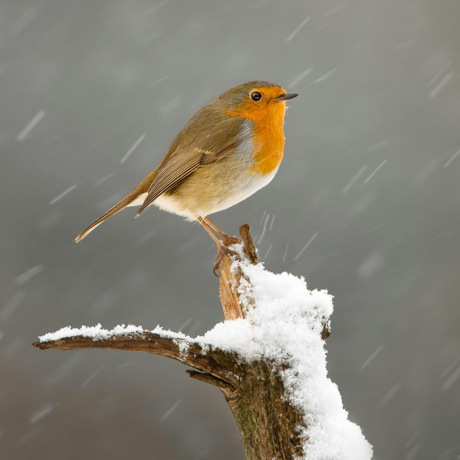 Simple initiatives for supporting garden wildlife this Winter