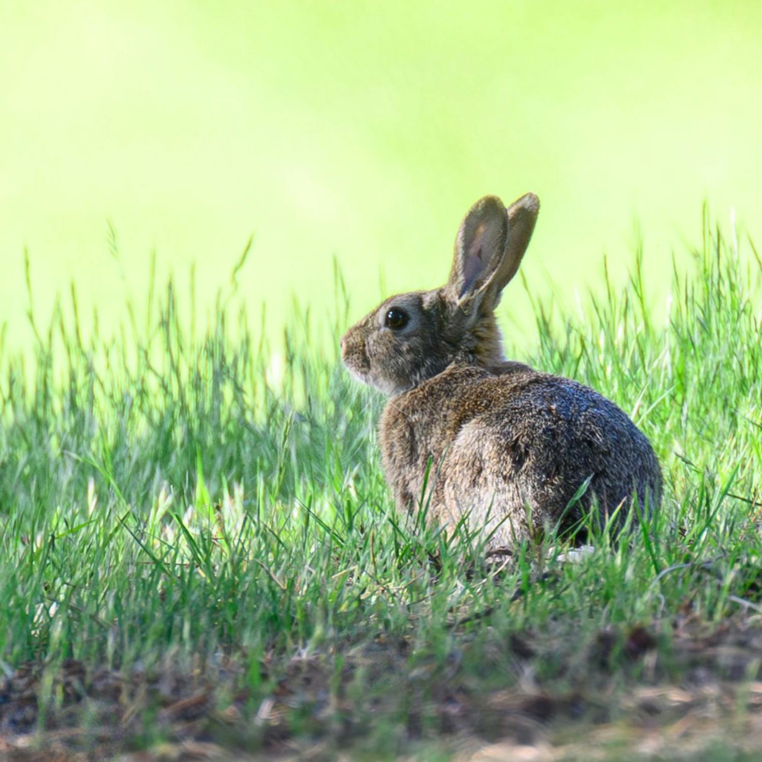 So You Think You’re an Adult: I hate my daughter’s rabbit! So You Think You’re an Adult: I hate my daughter’s rabbit!
