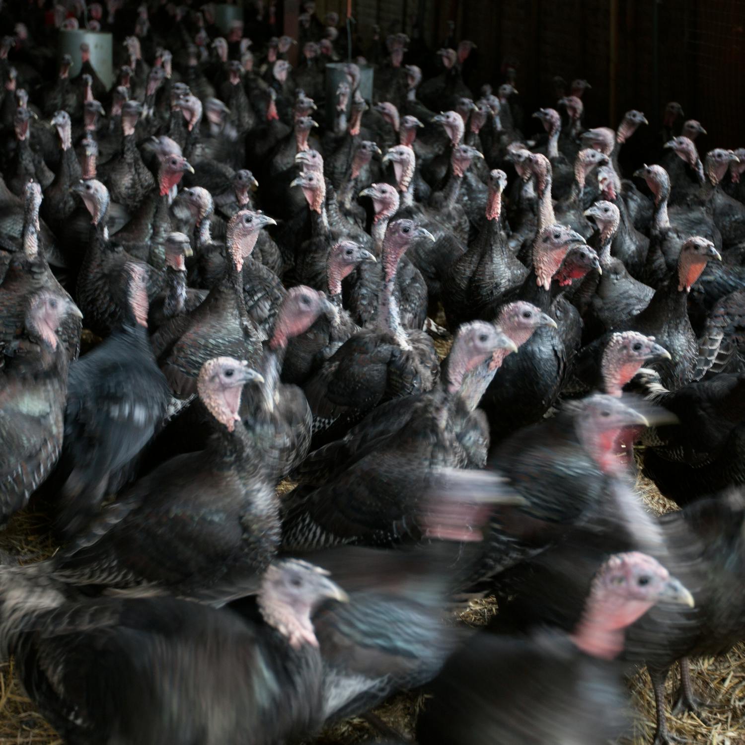 How bird flu is impacting farmers