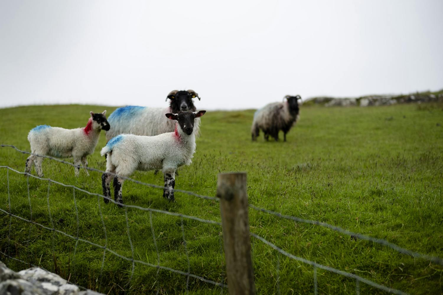 Farming: Sheep Thought To Be Extinct Emerge In Connemara