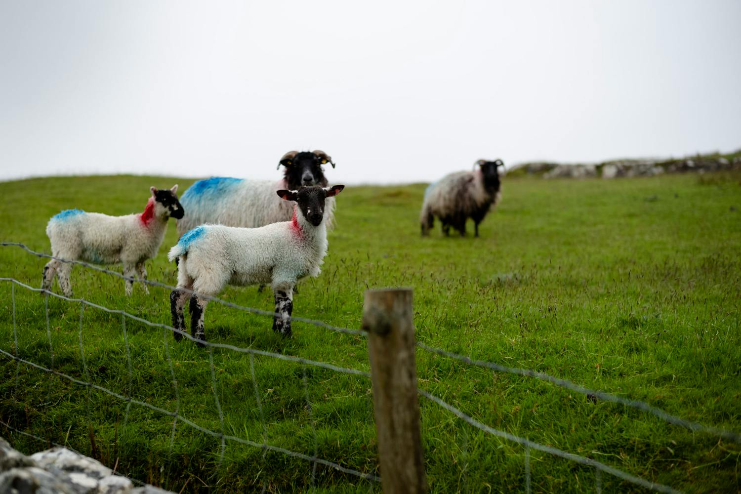 Farming: Sheep Thought To Be Extinct Emerge In Connemara episode artwork