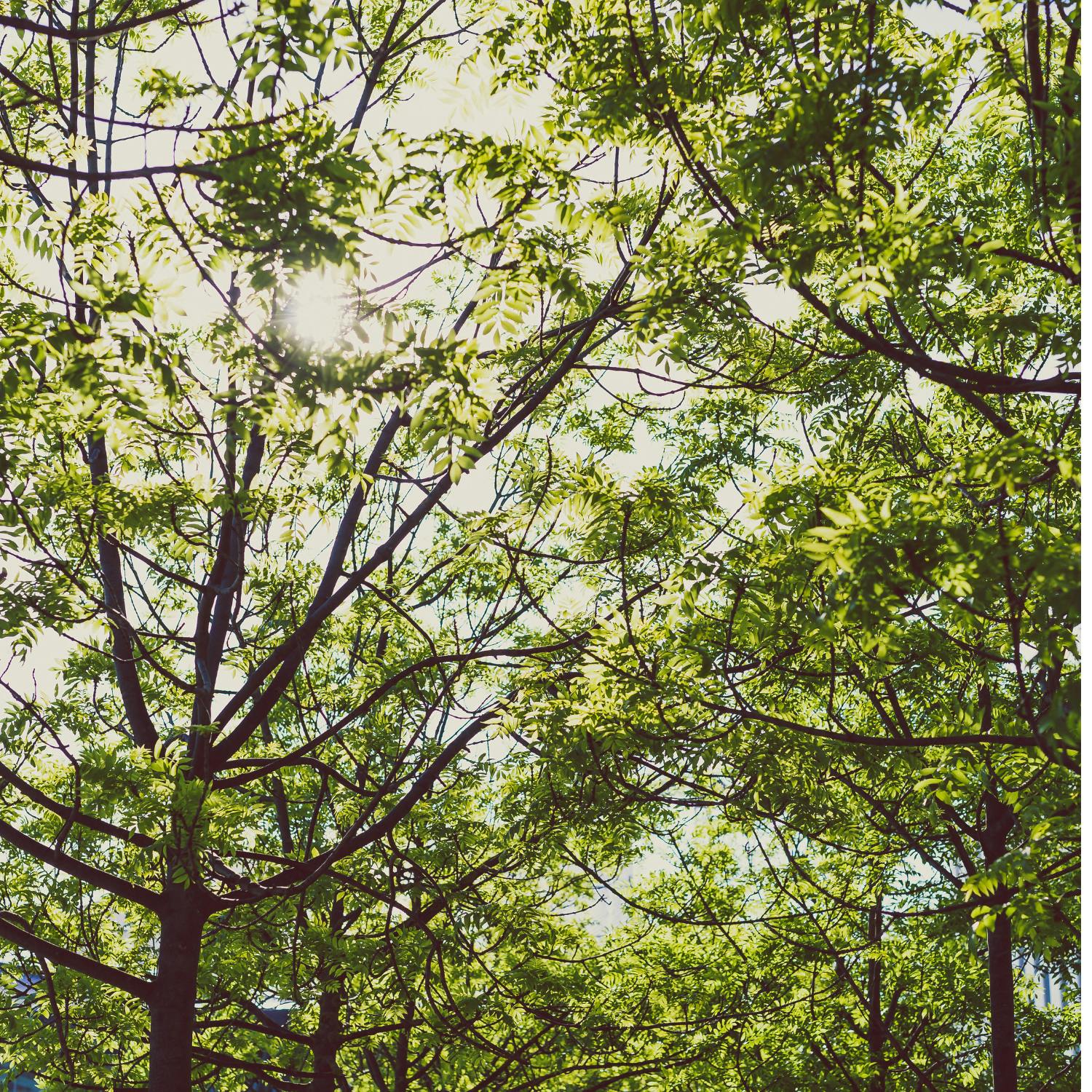 How trees can spruce up your garden! 