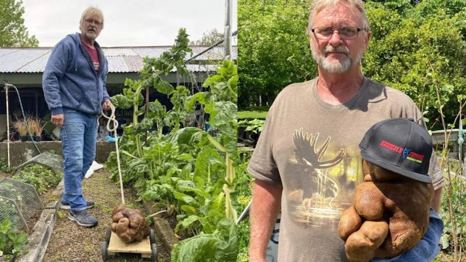 Owner of 'Doug The Potato' Says He'll 'Kill The Bugger' If Not Named World's Largest Potato episode artwork
