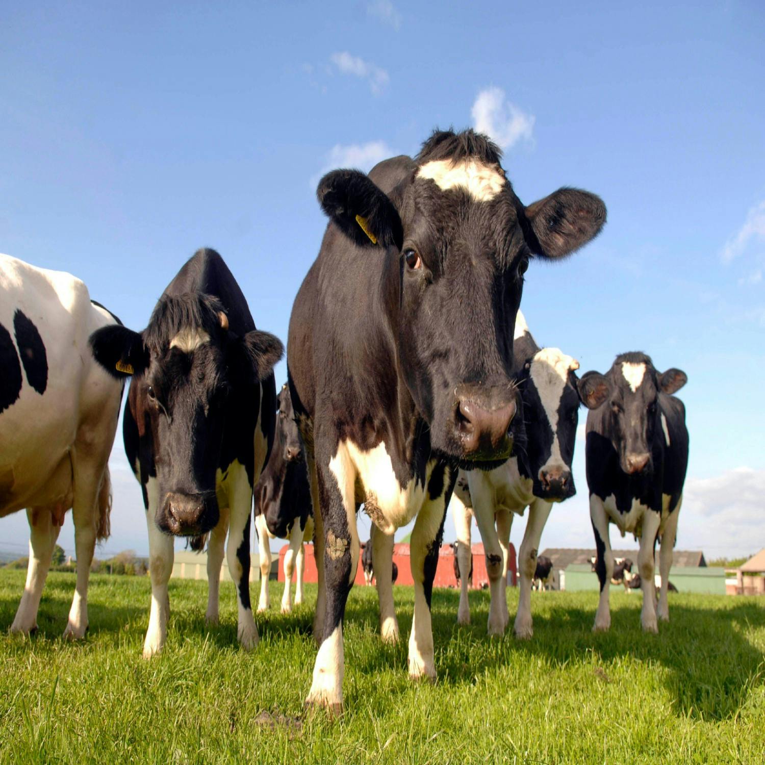 Are the new CAP reforms the chance to bring in young farmers?