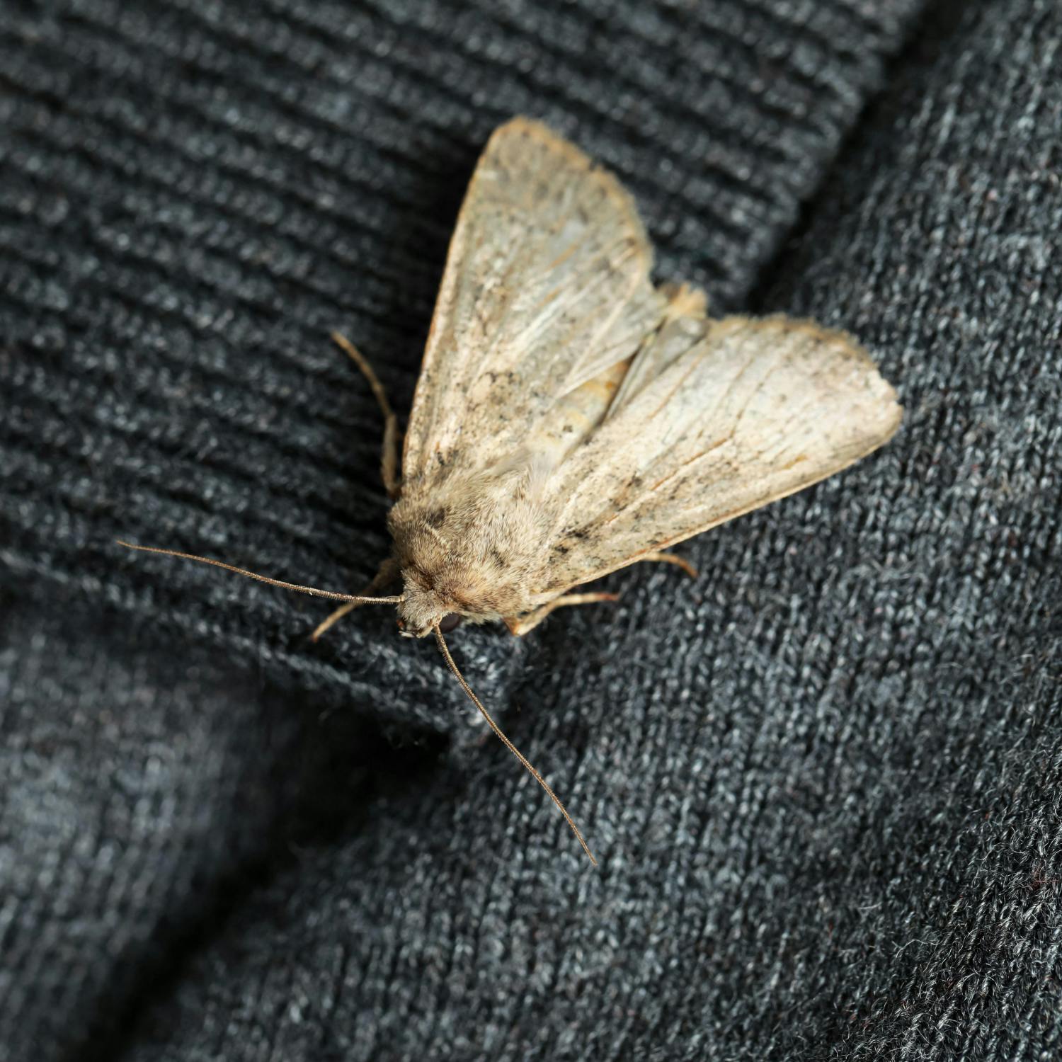 How to get flies and moths out of your home!