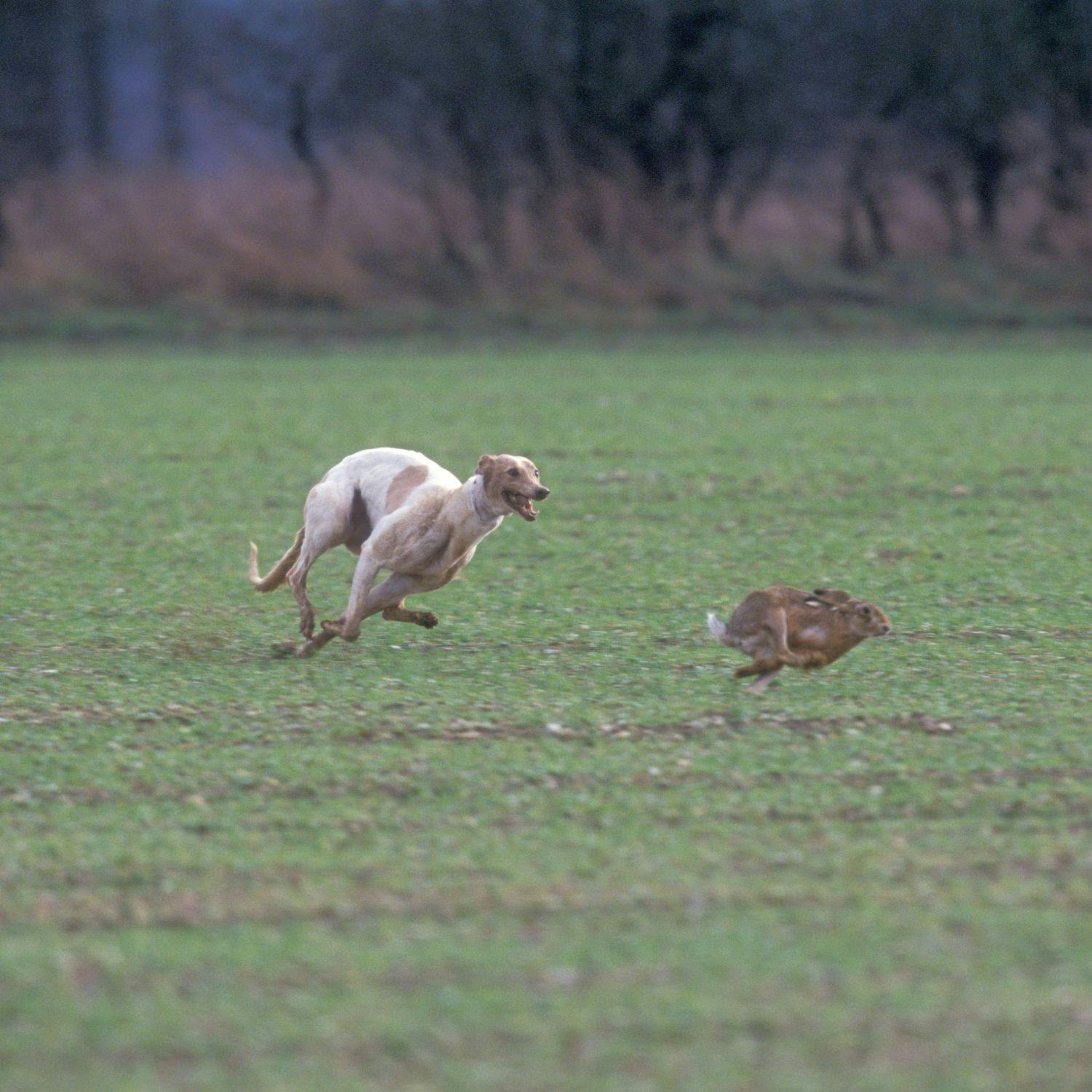 cover of episode Common Ground: Should hare coursing be banned?