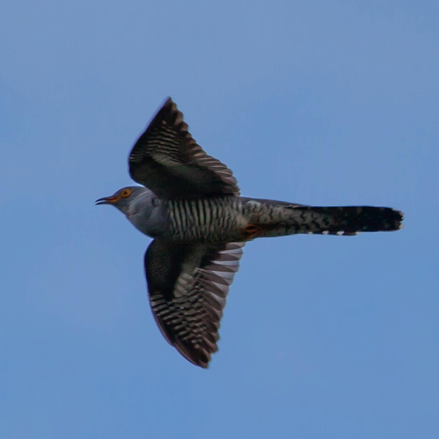 Cuckoo lands in Kerry after 9,000km flight from Ghana