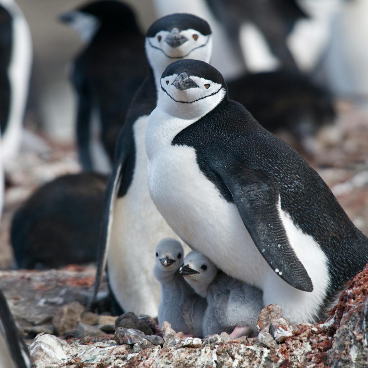 How chinstrap penguins are champion nappers
