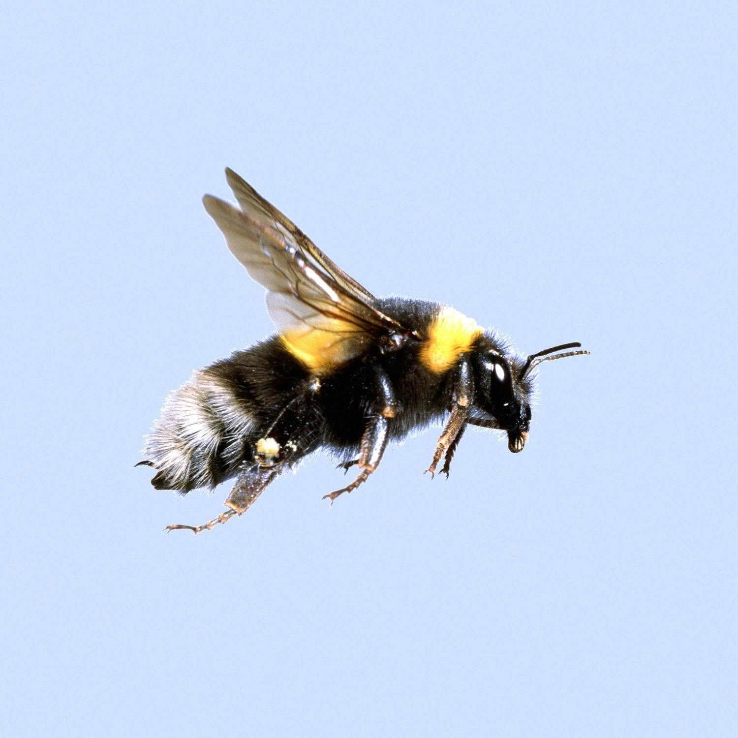 The hidden superpower of the bumblebee queen! The hidden superpower of the bumblebee queen!