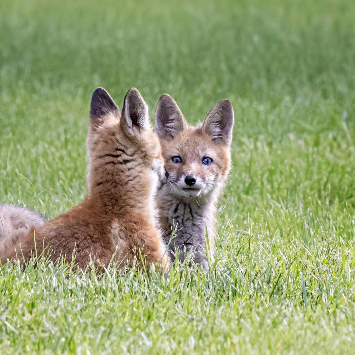 Protest against fox hunting outside the Dáil today