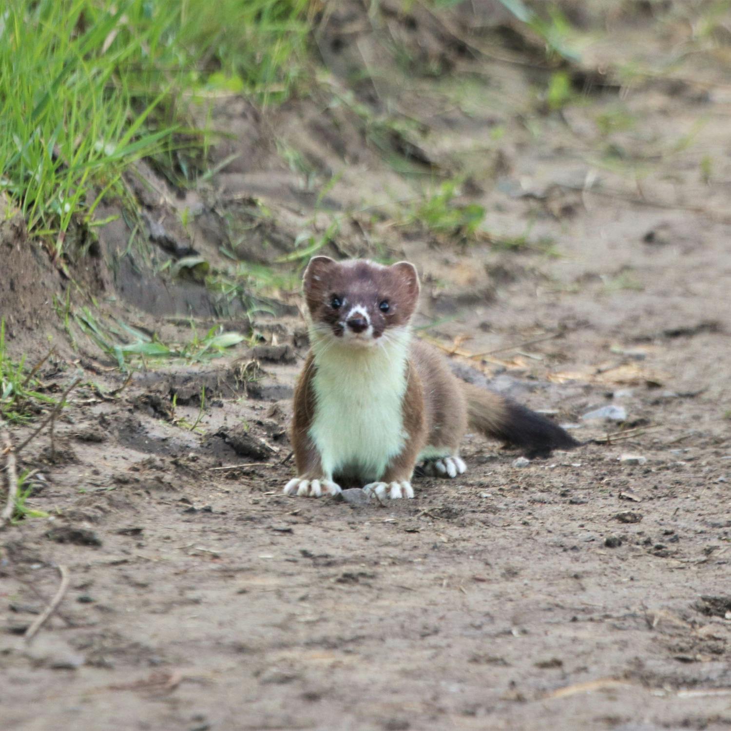 Oh stoat where art thou?