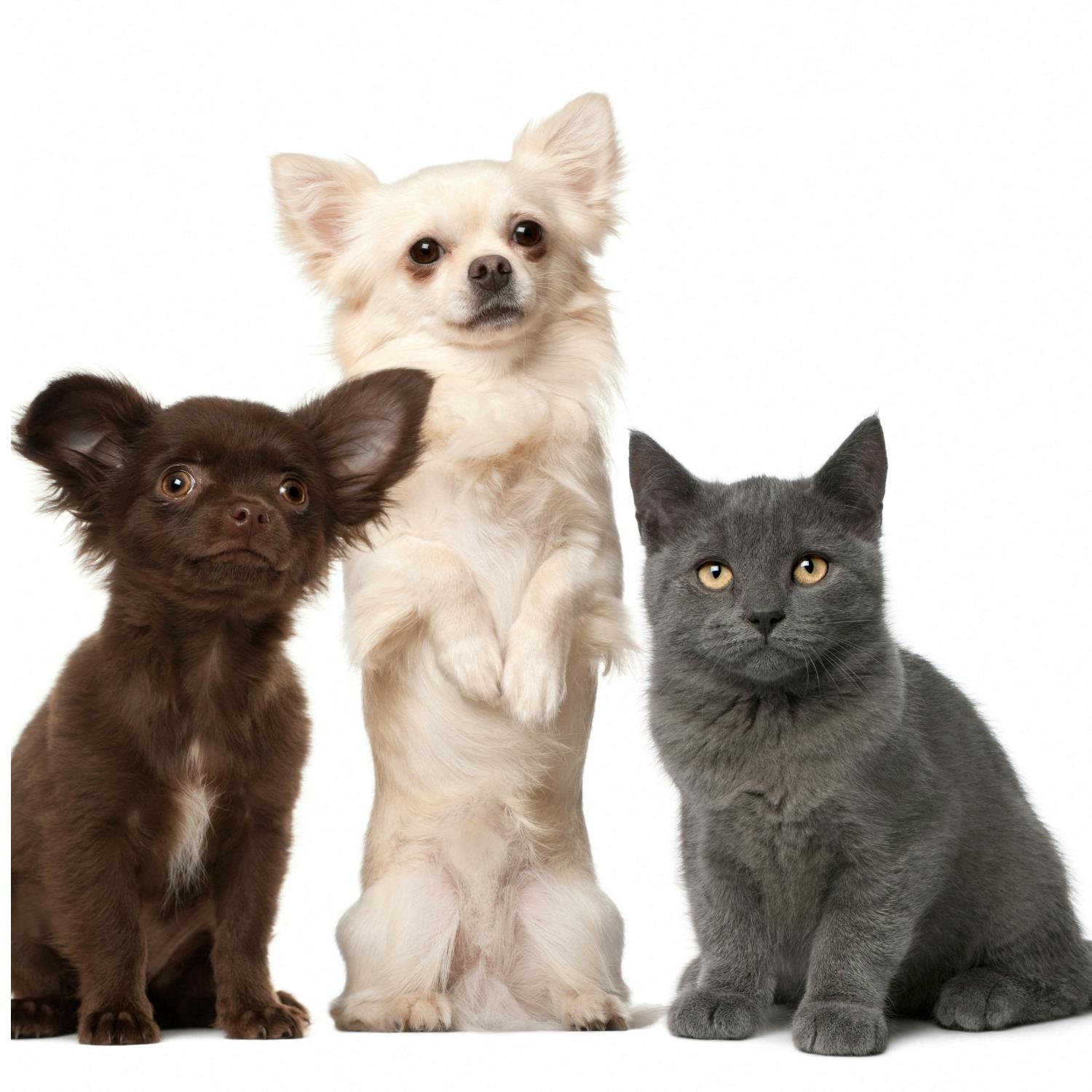Preventative healthcare for new pets