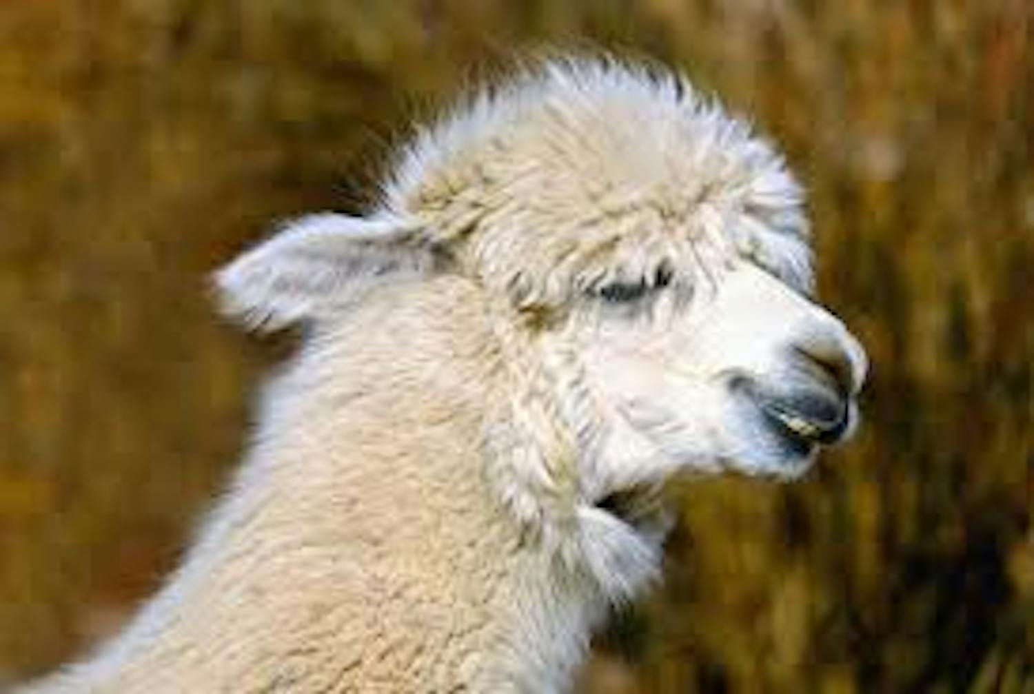 Pete The Vet: Using a llama to mind sheep