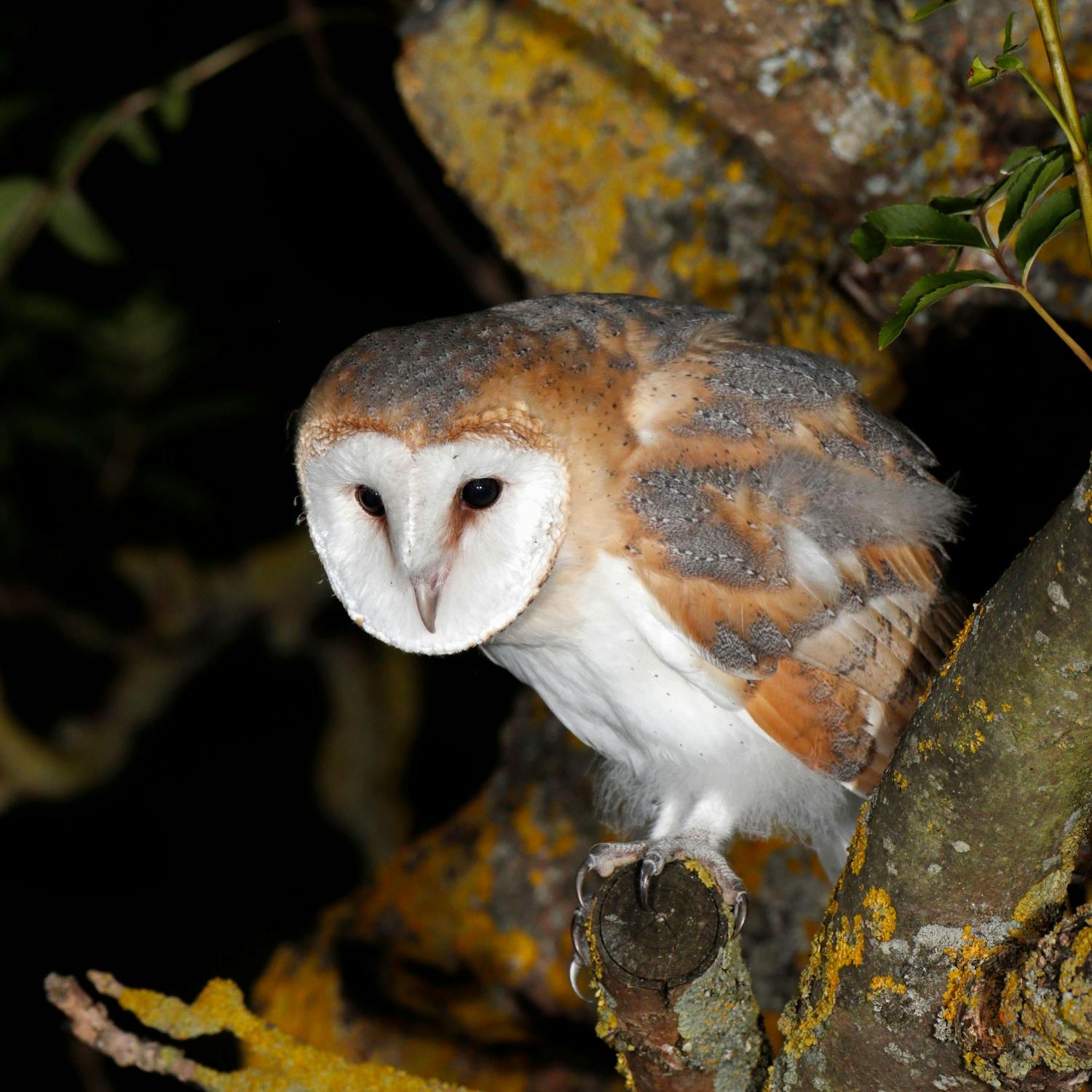 The story behind the barn owl rescued at sea