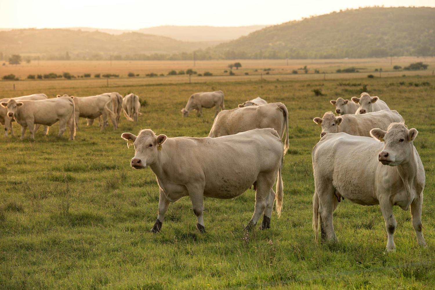 Farming: Cows Come Out Of Lockdown episode artwork