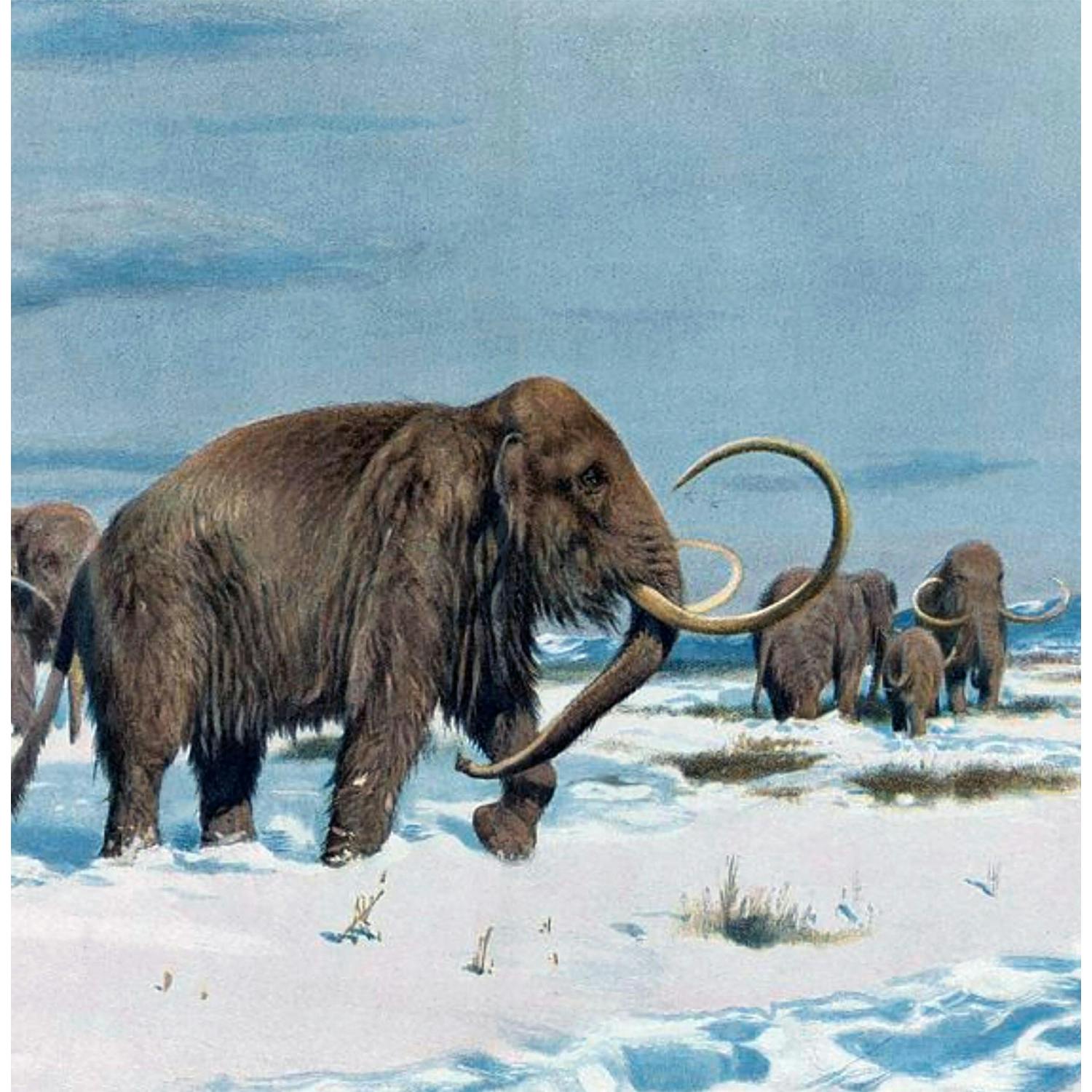 Explaining de-extinction