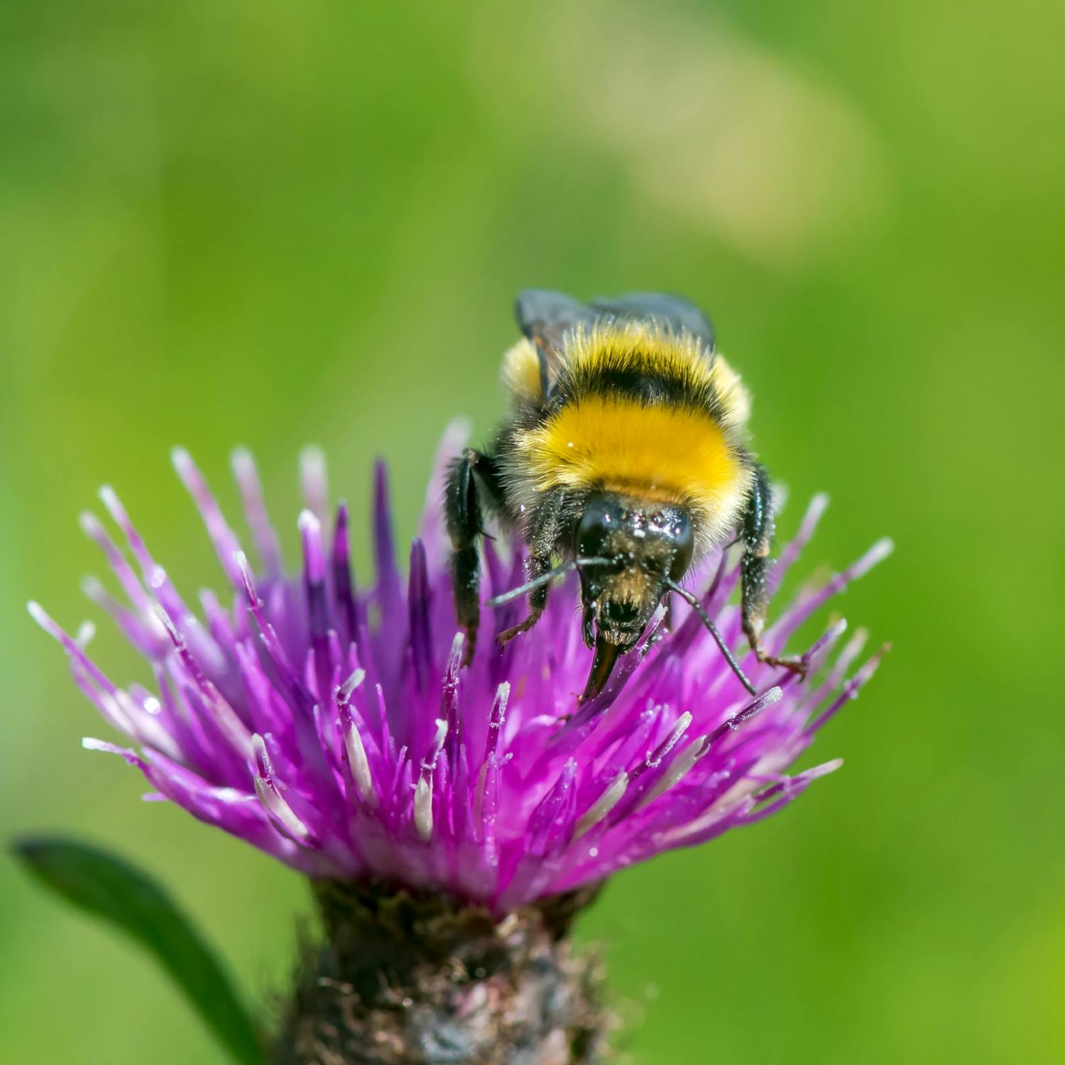 One in five species in Ireland are at risk of extinction Image